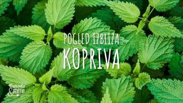Pogled izbliza - kopriva
