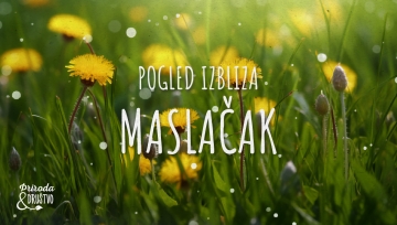 Pogled izbliza - maslačak
