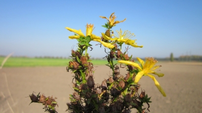 Hypericum-perforatum gospina trava