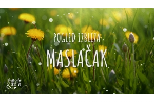 Pogled izbliza - maslačak