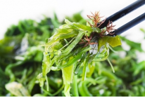 Kelp alga